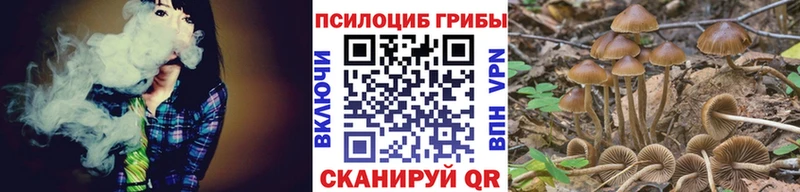 купить   Апшеронск  Псилоцибиновые грибы Cubensis 